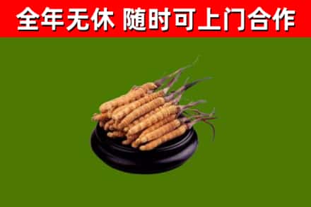 喜德县回收冬虫夏草