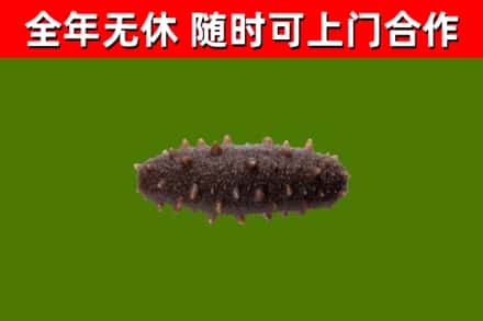 喜德县回收海参干
